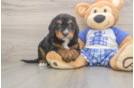 Mini Bernedoodle Pup Being Cute