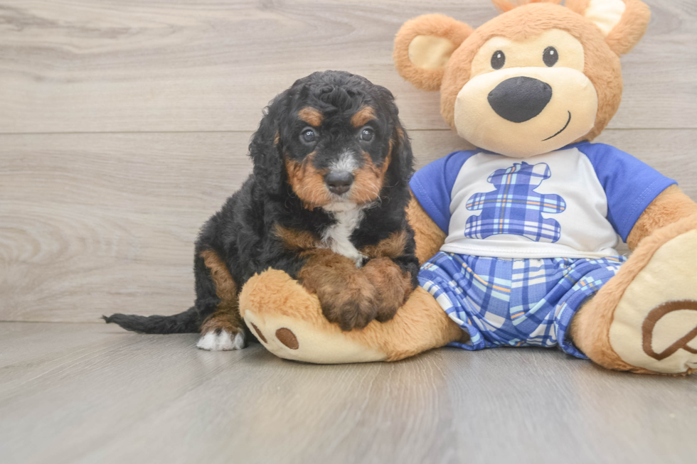 Mini Bernedoodle Pup Being Cute