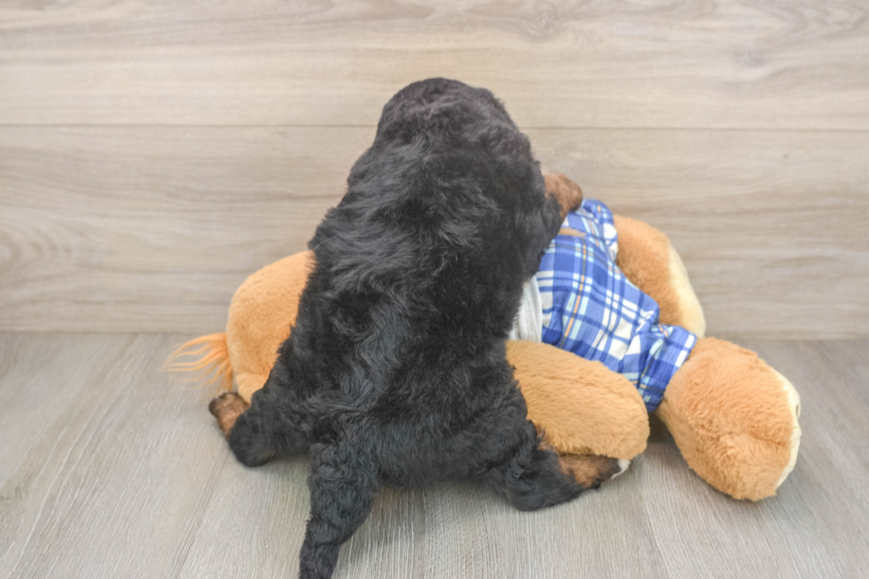 Playful Mini Bernadoodle Poodle Mix Puppy