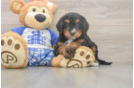 Cute Mini Bernedoodle Baby