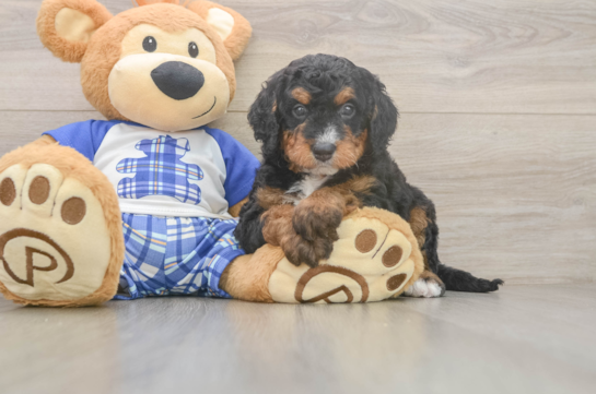 Cute Mini Bernedoodle Baby