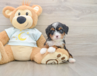 8 week old Mini Bernedoodle Puppy For Sale - Windy City Pups