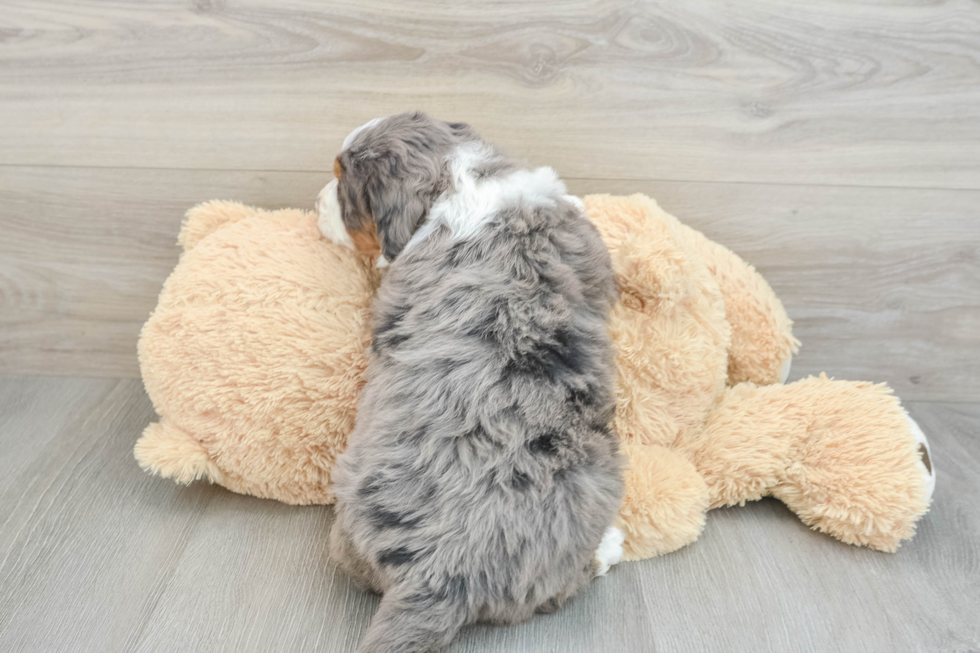 Mini Bernedoodle Puppy for Adoption