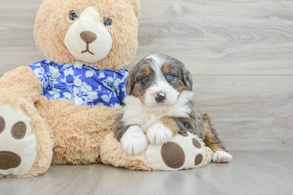 Little Bernadoodle Poodle Mix Puppy