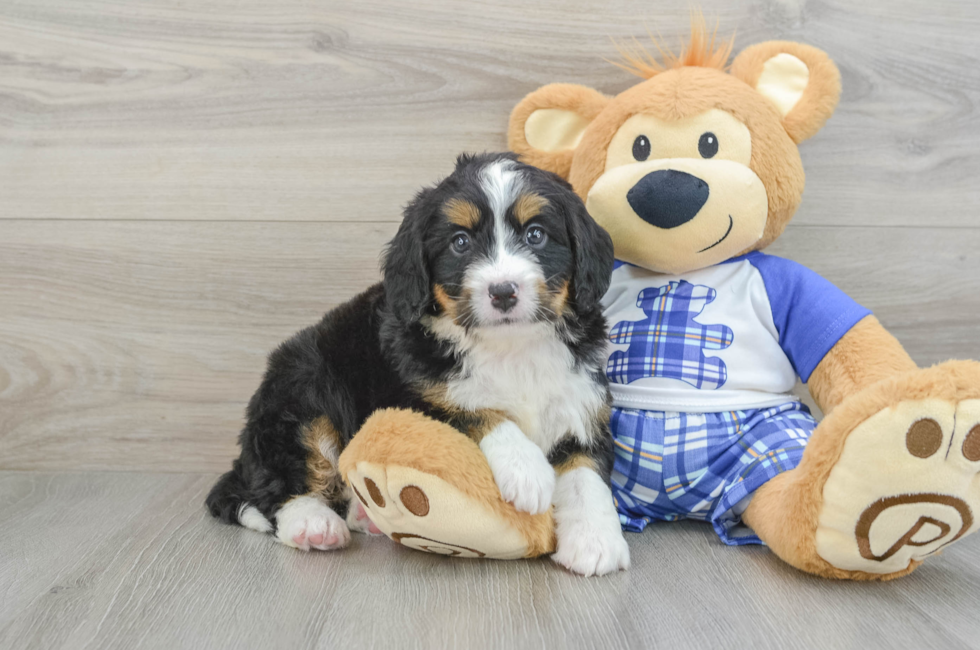 6 week old Mini Bernedoodle Puppy For Sale - Windy City Pups