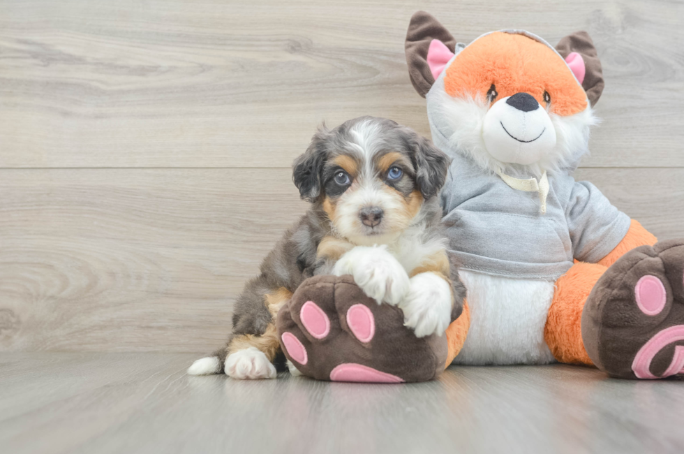 6 week old Mini Bernedoodle Puppy For Sale - Windy City Pups