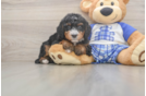 Funny Mini Bernedoodle Poodle Mix Pup
