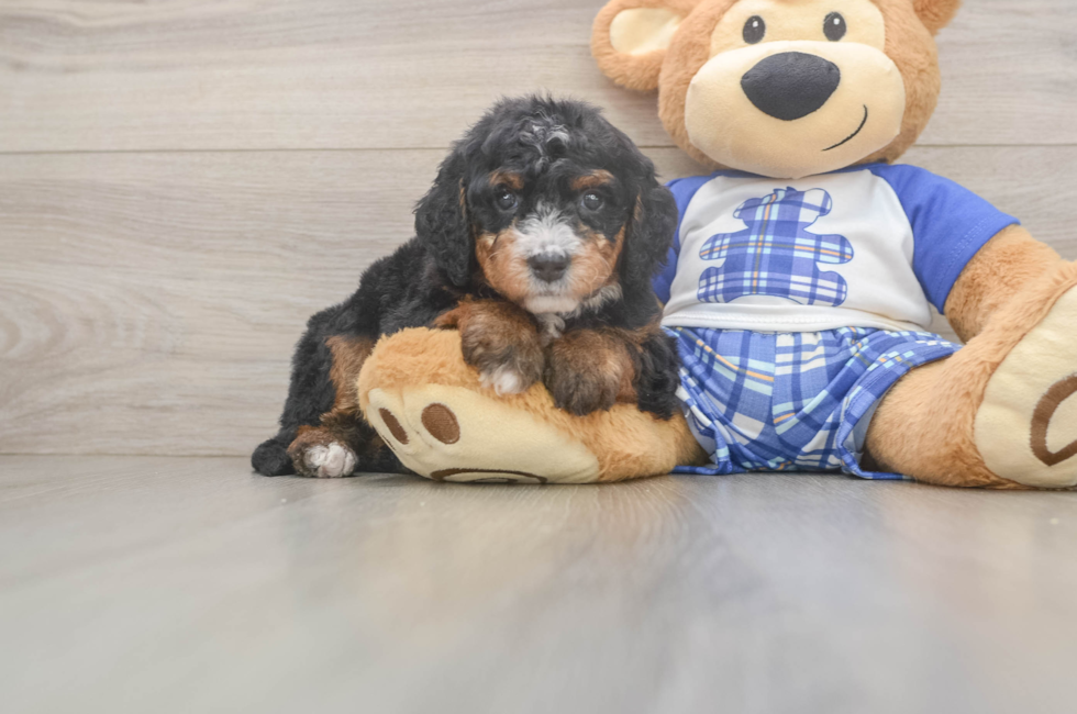 5 week old Mini Bernedoodle Puppy For Sale - Windy City Pups