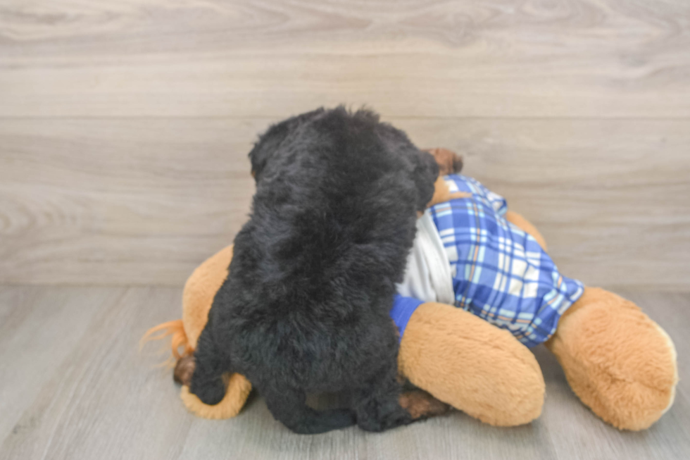 Mini Bernedoodle Pup Being Cute