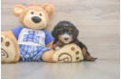 Playful Mini Bernesedoodle Poodle Mix Puppy