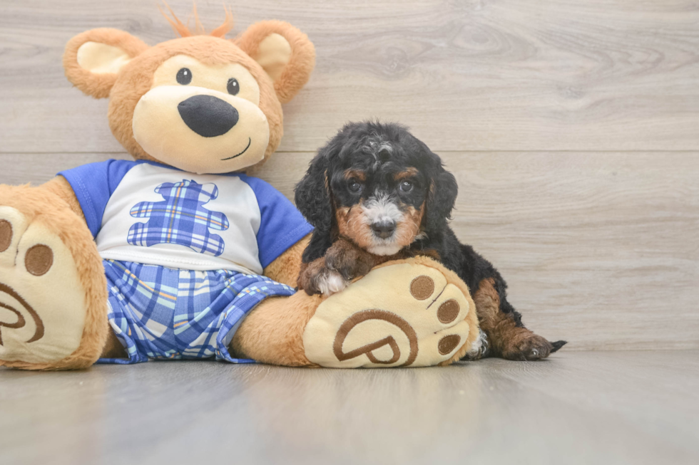 Playful Mini Bernesedoodle Poodle Mix Puppy
