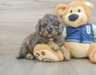 7 week old Mini Bernedoodle Puppy For Sale - Windy City Pups