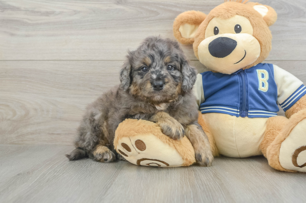 5 week old Mini Bernedoodle Puppy For Sale - Windy City Pups