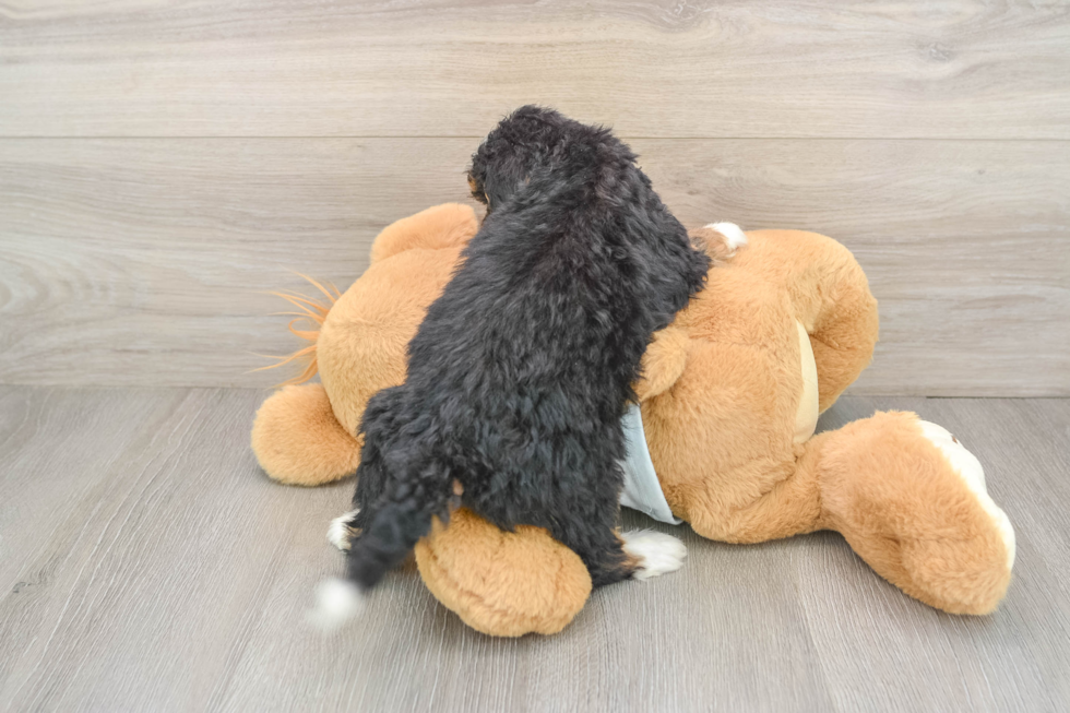 Small Mini Bernedoodle Baby