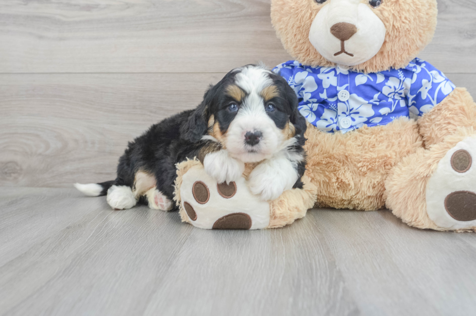 7 week old Mini Bernedoodle Puppy For Sale - Windy City Pups