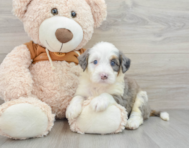 8 week old Mini Bernedoodle Puppy For Sale - Windy City Pups