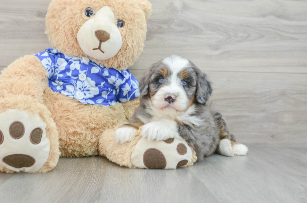 7 week old Mini Bernedoodle Puppy For Sale - Windy City Pups