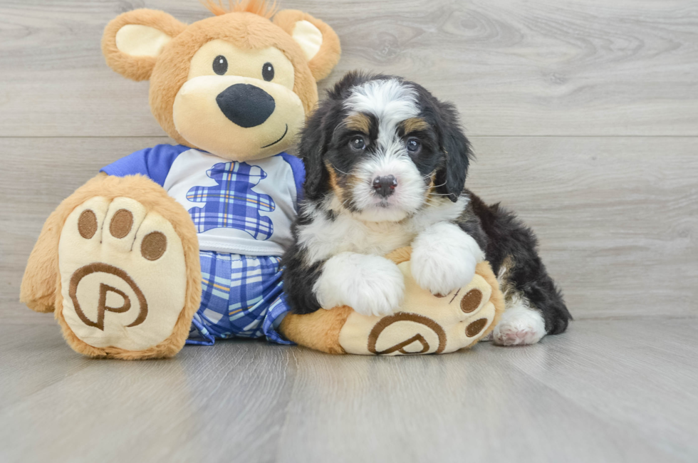 6 week old Mini Bernedoodle Puppy For Sale - Windy City Pups