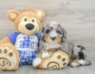 7 week old Mini Bernedoodle Puppy For Sale - Windy City Pups