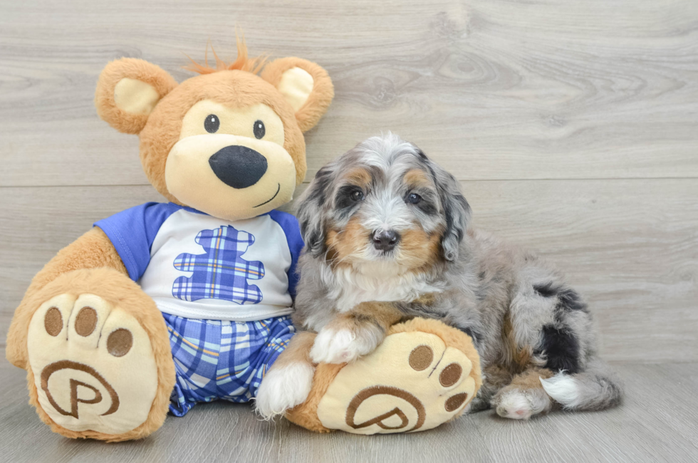 7 week old Mini Bernedoodle Puppy For Sale - Windy City Pups