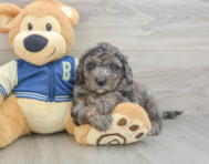 7 week old Mini Bernedoodle Puppy For Sale - Windy City Pups