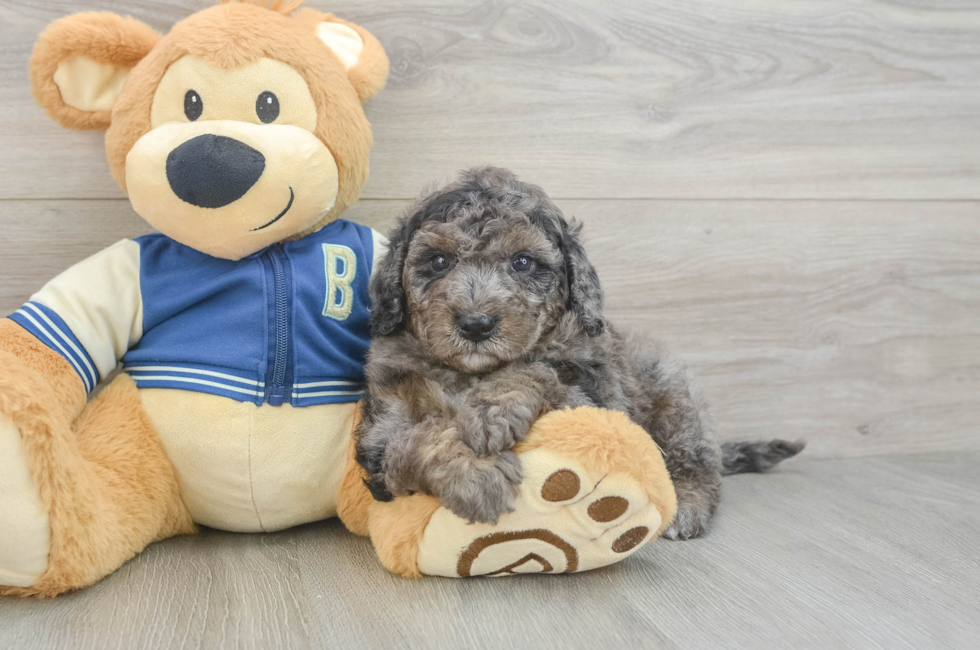 5 week old Mini Bernedoodle Puppy For Sale - Windy City Pups