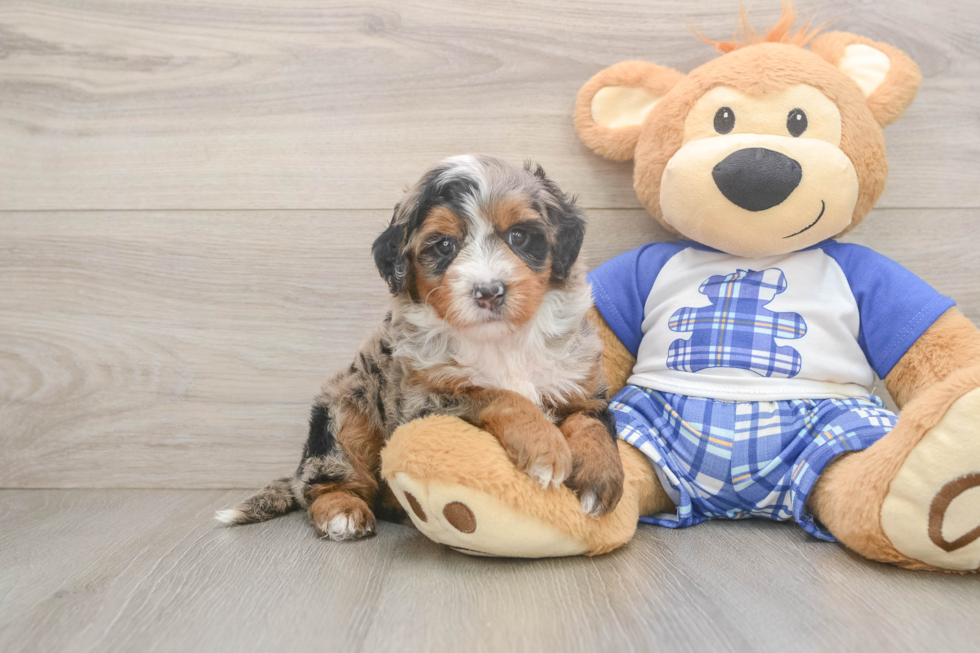 Mini Bernedoodle Puppy for Adoption