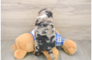 Mini Bernedoodle Pup Being Cute