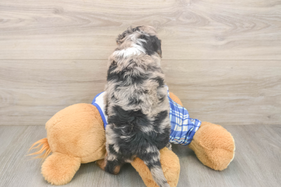 Mini Bernedoodle Pup Being Cute