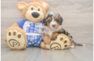 Energetic Mini Berniedoodle Poodle Mix Puppy