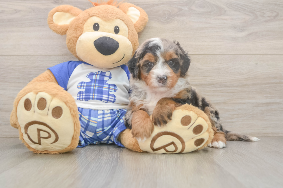5 week old Mini Bernedoodle Puppy For Sale - Windy City Pups