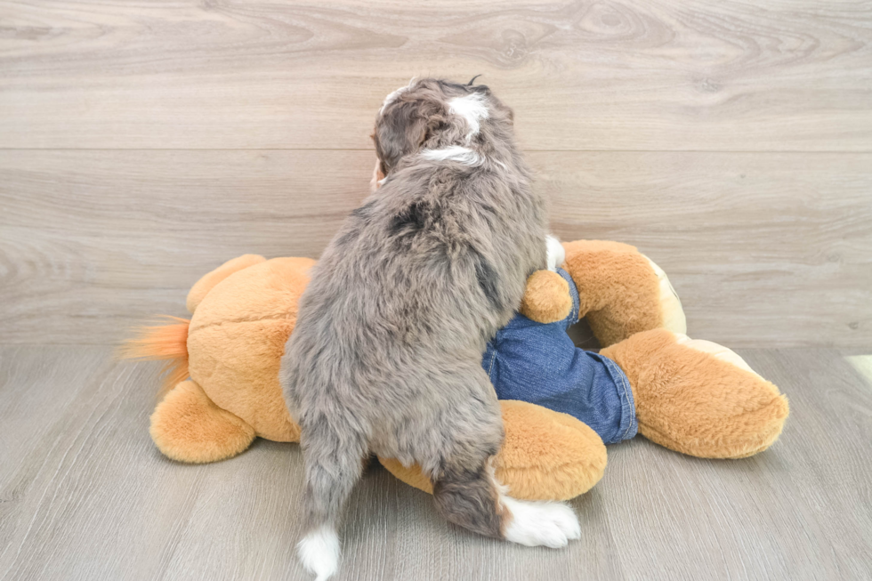 Fluffy Mini Bernedoodle Poodle Mix Pup