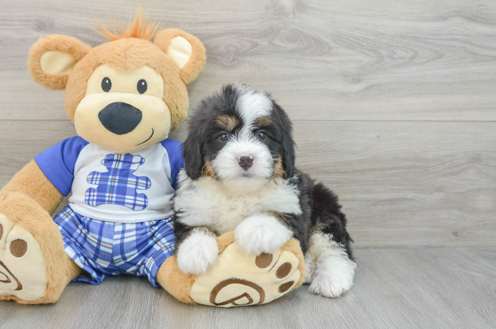 6 week old Mini Bernedoodle Puppy For Sale - Windy City Pups