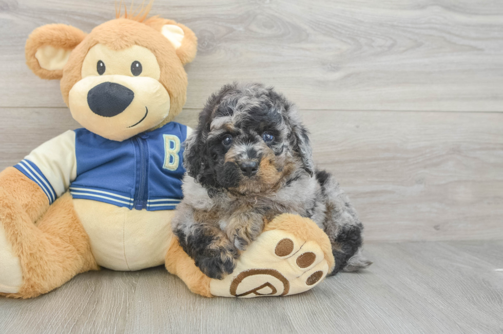 5 week old Mini Bernedoodle Puppy For Sale - Windy City Pups