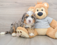 7 week old Mini Bernedoodle Puppy For Sale - Windy City Pups