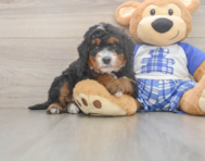 7 week old Mini Bernedoodle Puppy For Sale - Windy City Pups