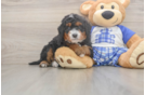 Sweet Mini Bernedoodle Baby
