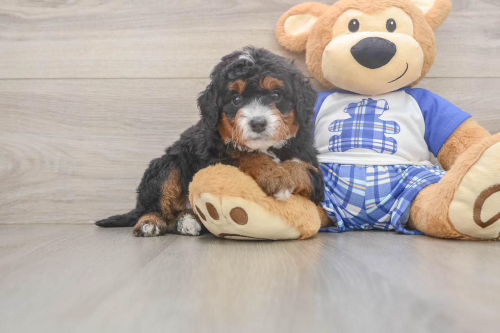 Sweet Mini Bernedoodle Baby