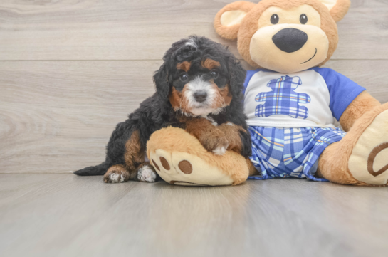 Sweet Mini Bernedoodle Baby