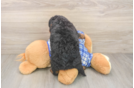 Energetic Mini Bernesepoo Poodle Mix Puppy
