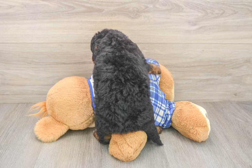 Energetic Mini Bernesepoo Poodle Mix Puppy
