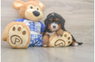 Best Mini Bernedoodle Baby