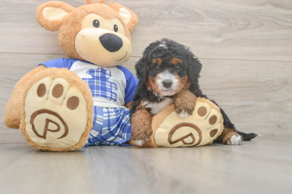 Best Mini Bernedoodle Baby