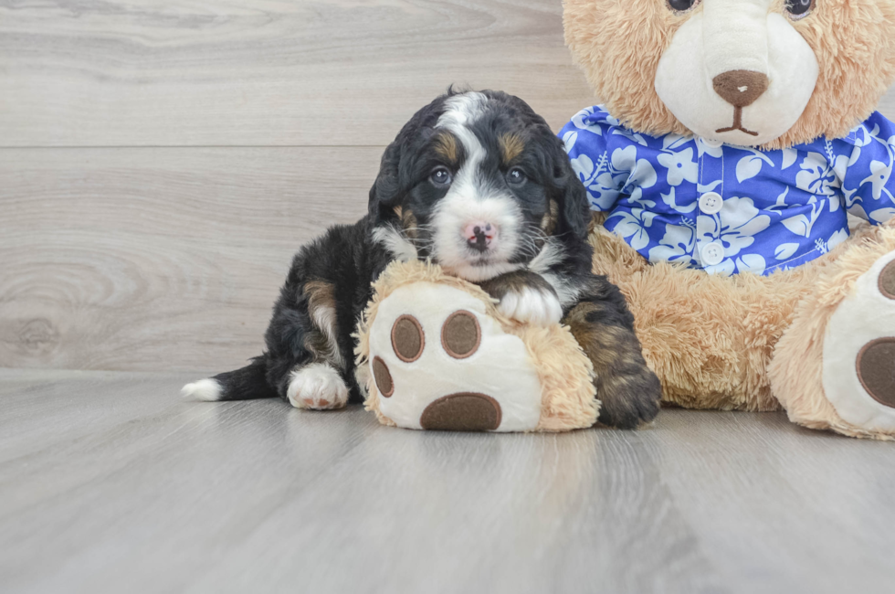 7 week old Mini Bernedoodle Puppy For Sale - Windy City Pups