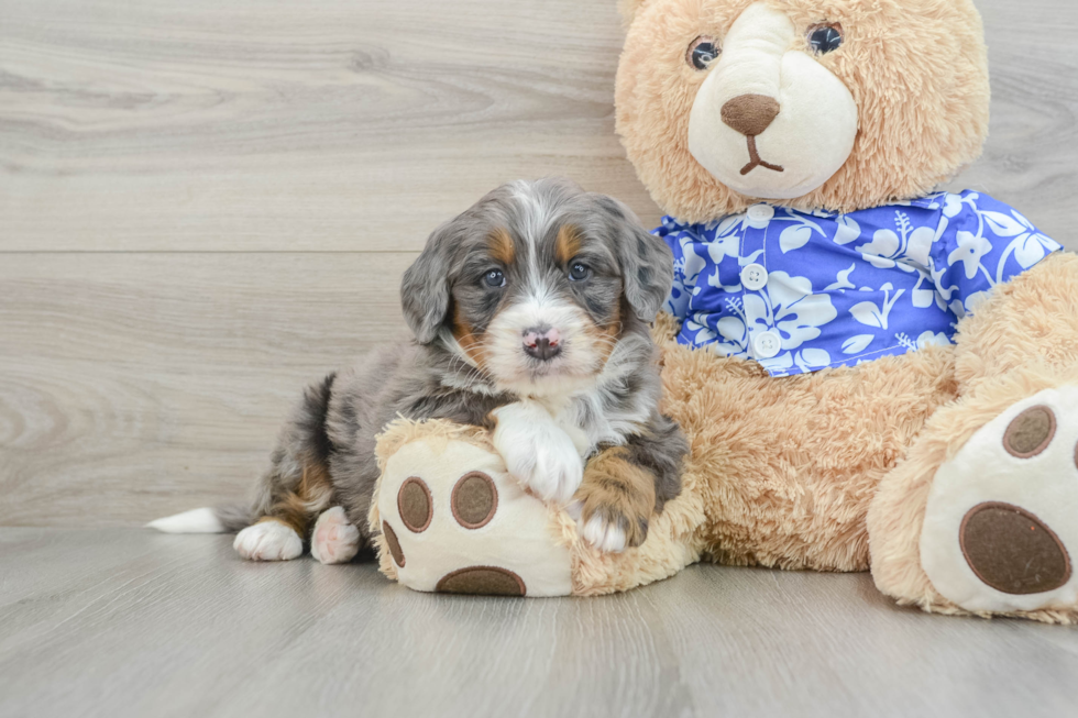 Mini Bernedoodle Puppy for Adoption