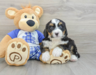 8 week old Mini Bernedoodle Puppy For Sale - Windy City Pups