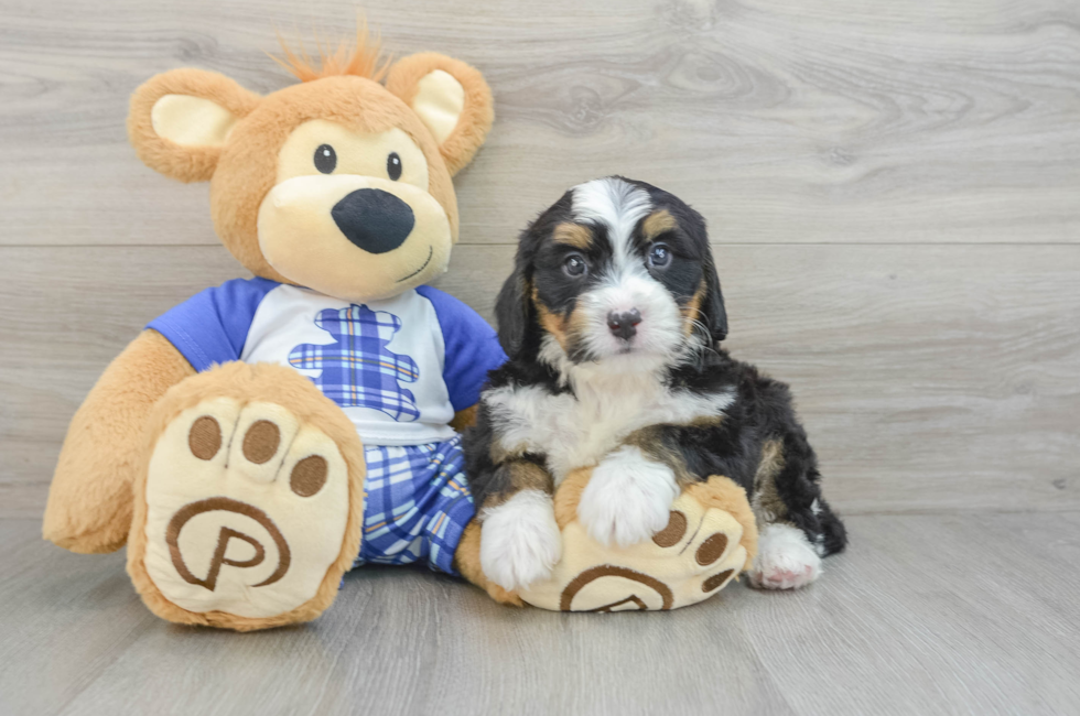 6 week old Mini Bernedoodle Puppy For Sale - Windy City Pups