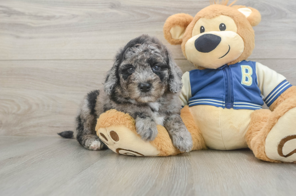 5 week old Mini Bernedoodle Puppy For Sale - Windy City Pups