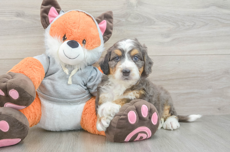 6 week old Mini Bernedoodle Puppy For Sale - Windy City Pups