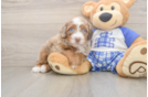 Mini Bernedoodle Pup Being Cute